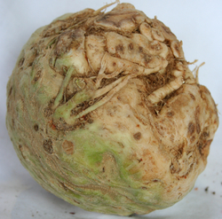 Celeriac/Celery Root